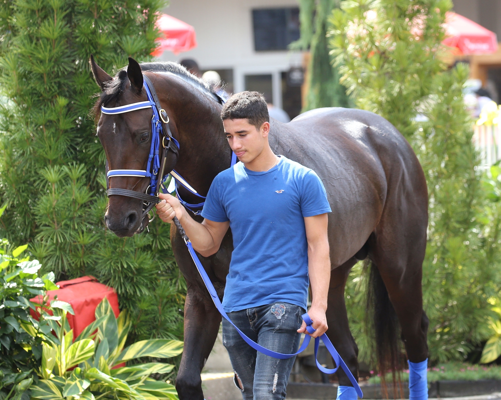 haskell stakes haskell stakes
