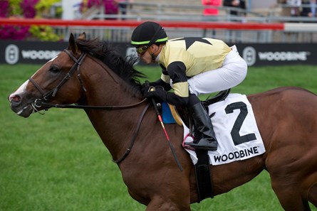 Decorated Invader - Horse Profile - BloodHorse