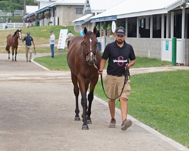 Stage Magic - Horse Profile - BloodHorse