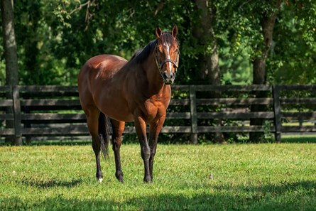 Goldencents - Horse Profile - BloodHorse