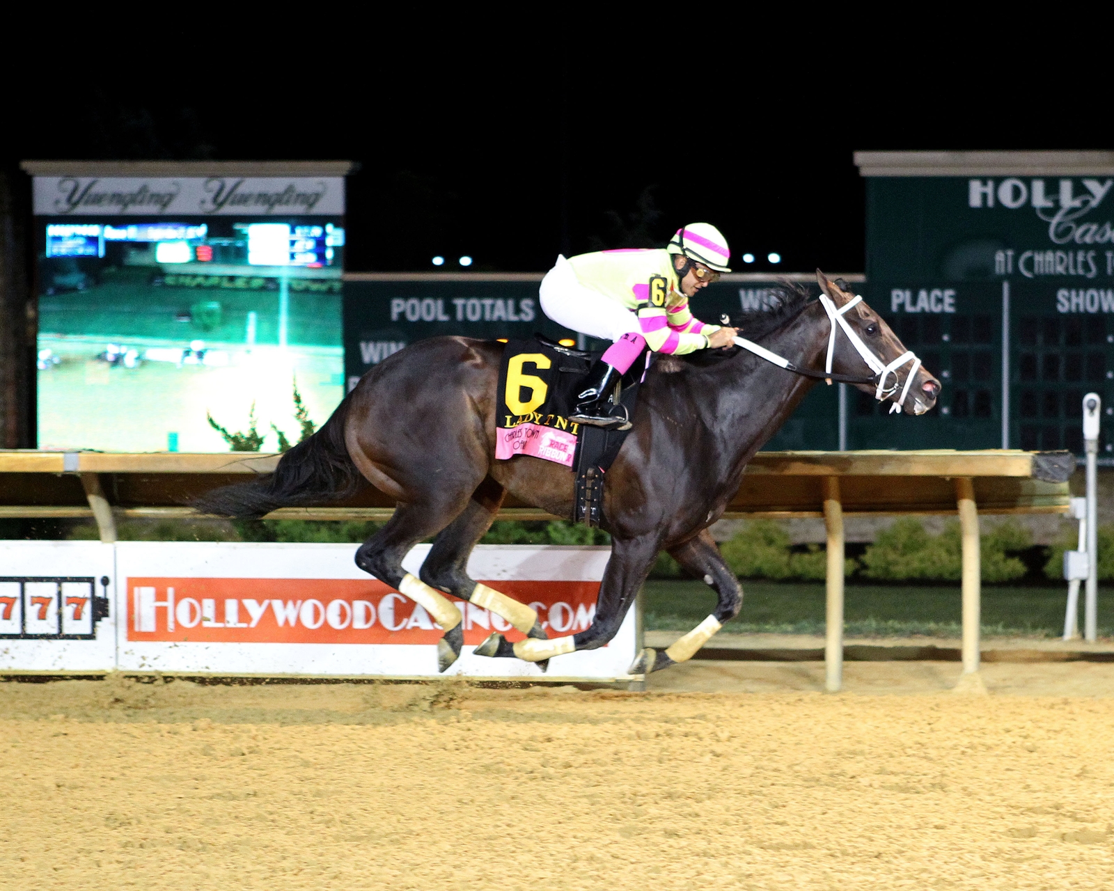 Lady T N T - Horse Profile - BloodHorse