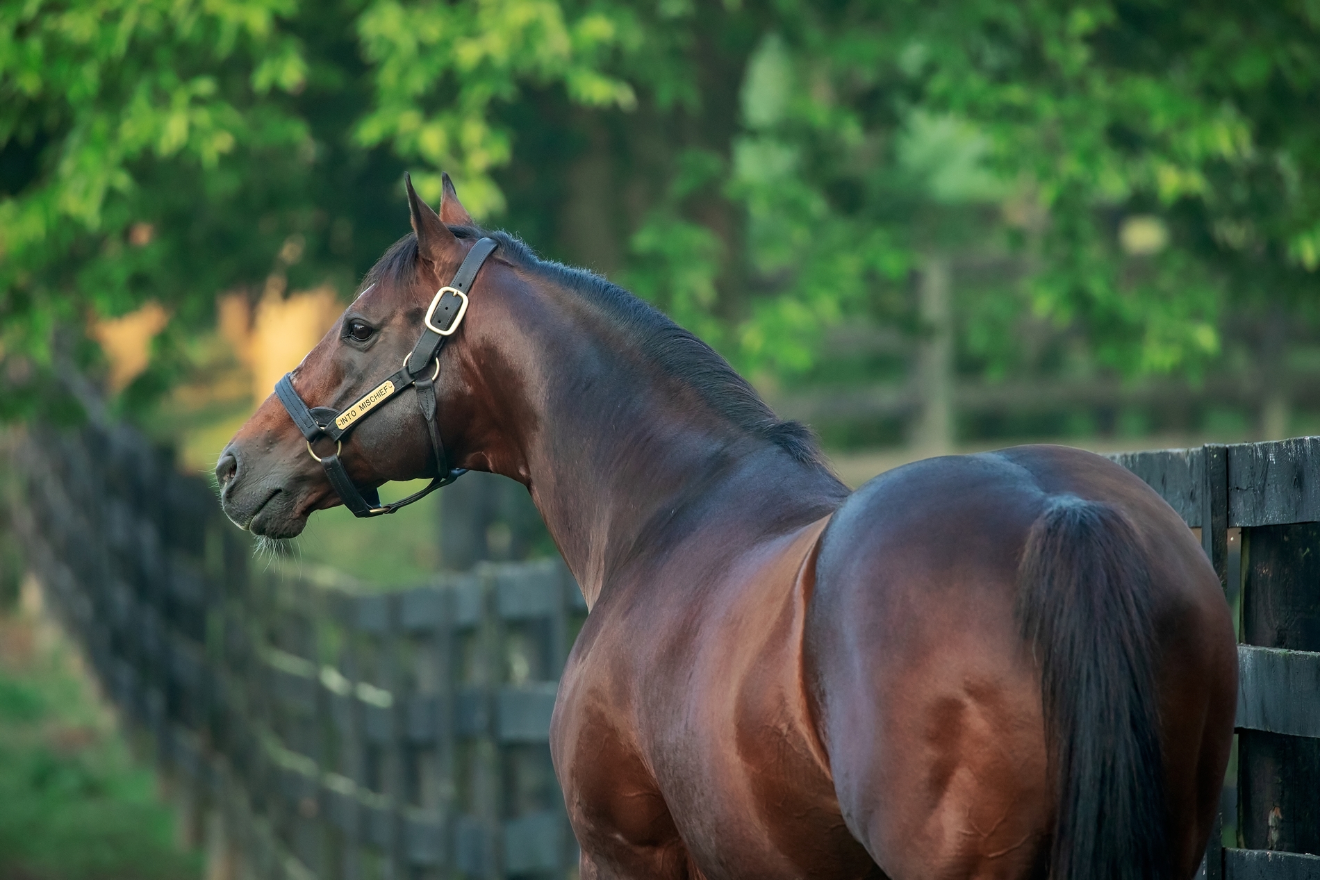 Into Mischief Tops September Sale First Week by Average - BloodHorse