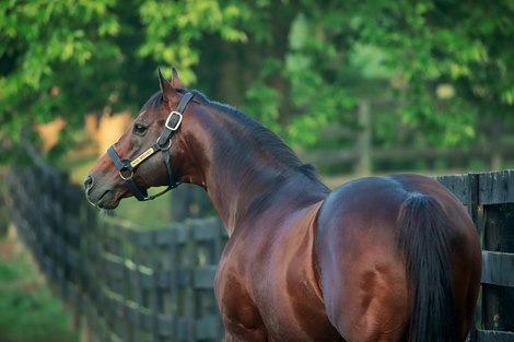 Into Mischief Extends Streak as Top Sire to Six Years