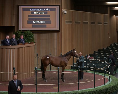 The Quality Road colt consigned as Hip 2110 in the ring at the Keeneland September Sale 