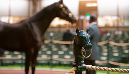 A yearling in the ring at the Keeneland September Sale 