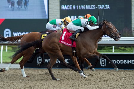 Augustin Stable Brings Two to Maple Leaf Stakes - BloodHorse