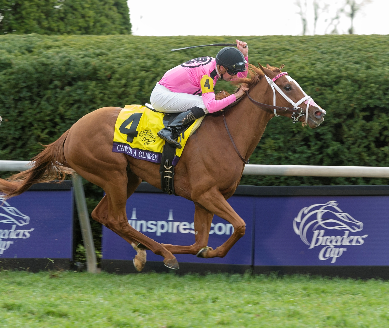 Catch a Glimpse Gives Casse First BC Win - BloodHorse