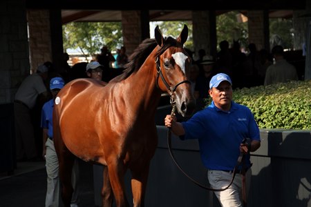 Malathaat is led to the ring at the 2019 Keeneland September Yearling Sale 