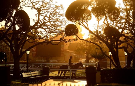 A horse walks through the saddling paddock during morning training at Santa Anita Park 