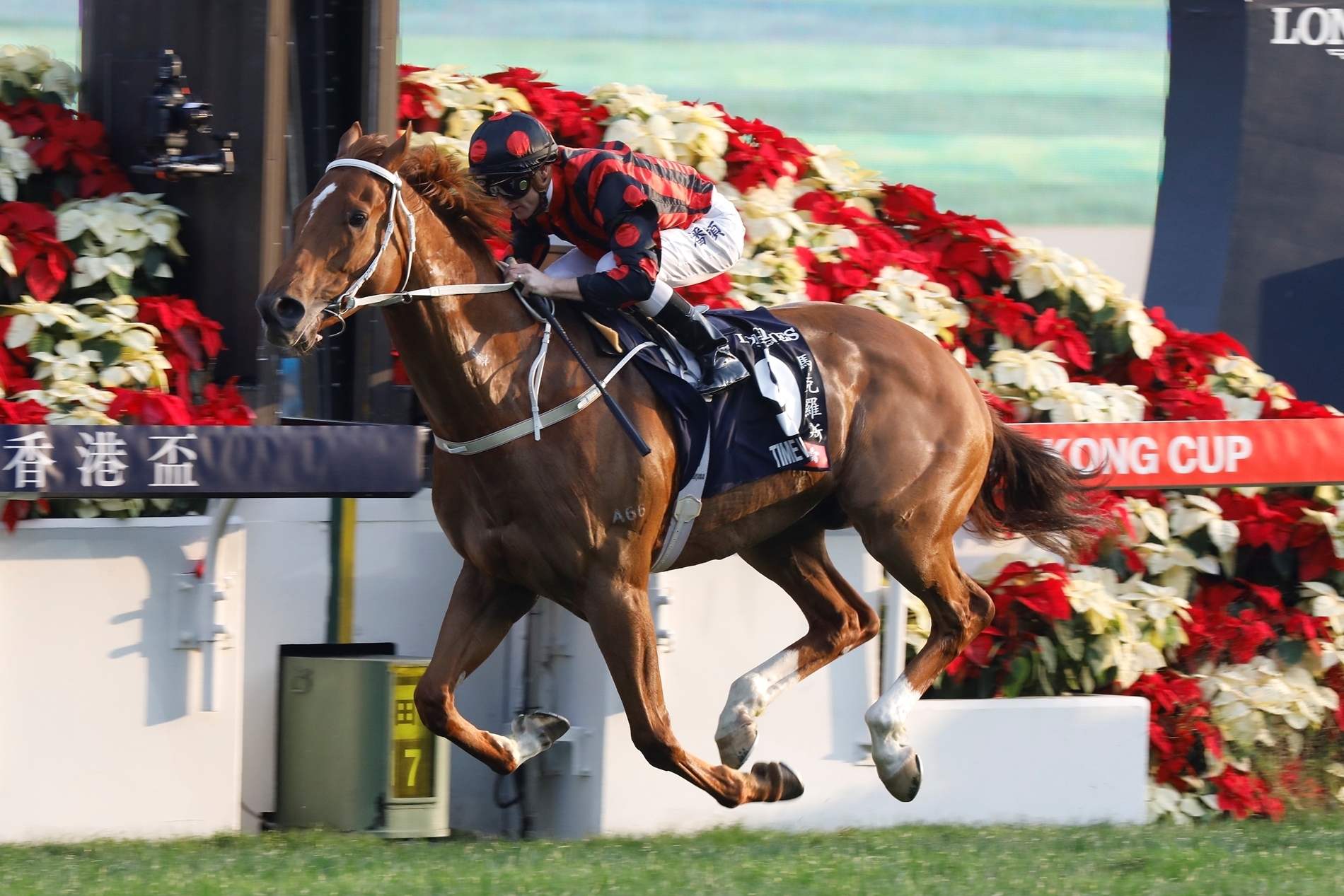 Time Warp GB Horse Profile BloodHorse