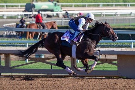 Omaha Beach Horse Profile Bloodhorse