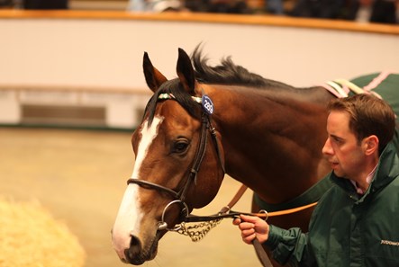 Sash (GB) - Horse Profile - BloodHorse