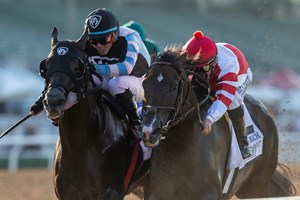 Seeking The Gold Dies At 31 Bloodhorse