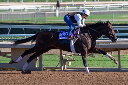 Omaha Beach Horse Profile Bloodhorse