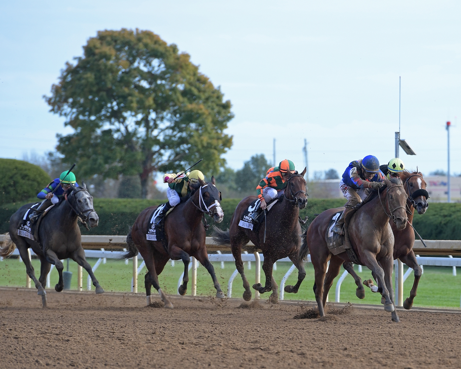 Bell's The One - Horse Profile - BloodHorse