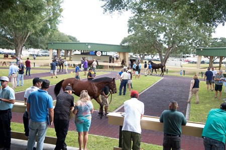 Buyes     @ OBS. in Ocala Fl. Oct 8 2019;
 ©JoeDiOrio/Winningimages.biz