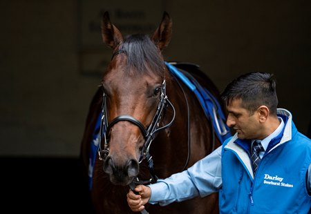 Pinatubo prior to his win in the 2019 Dewhurst Stakes at Newmarket Racecourse
