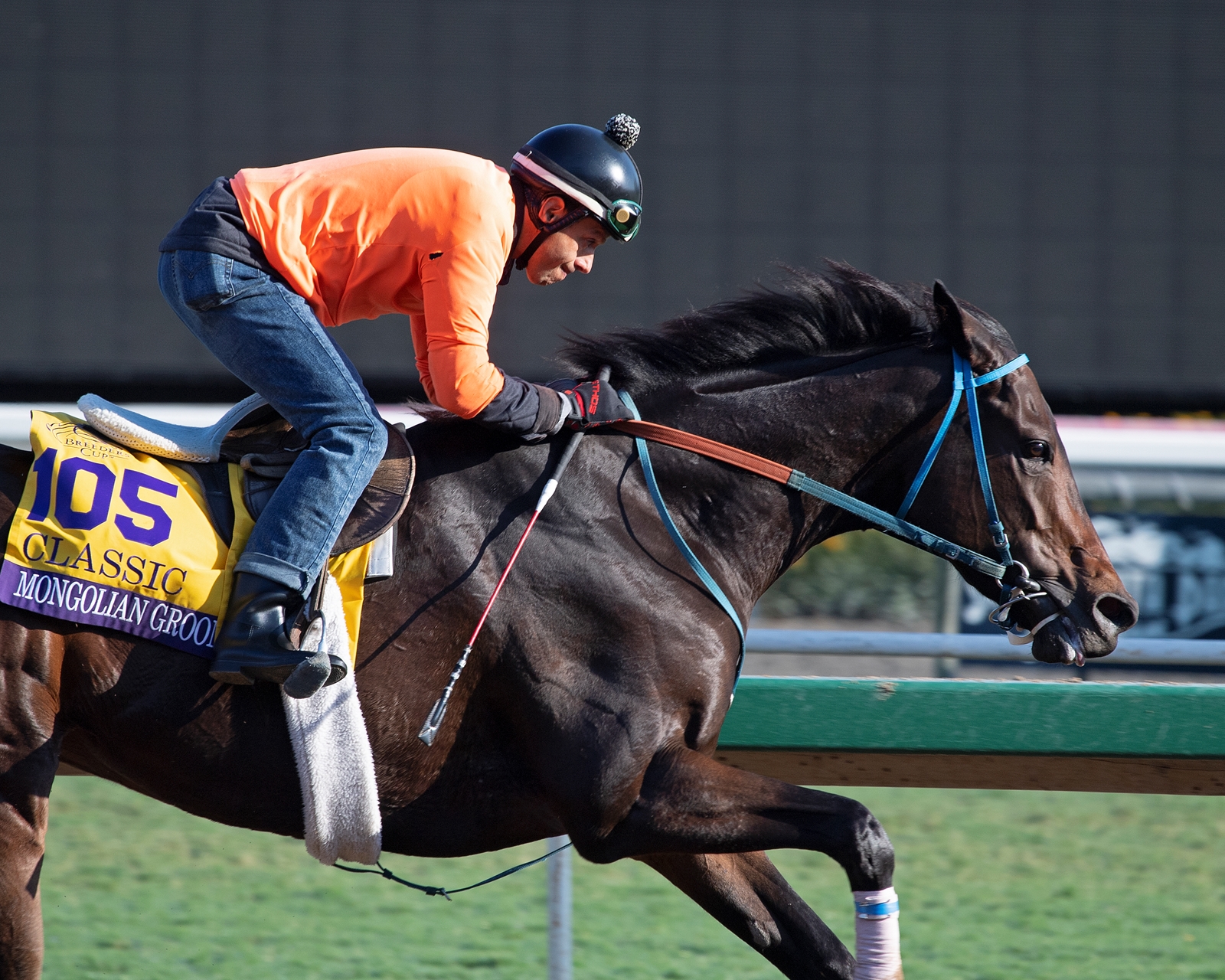 Mongolian Groom Horse Profile BloodHorse