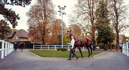 The Arc Sale ARQANA