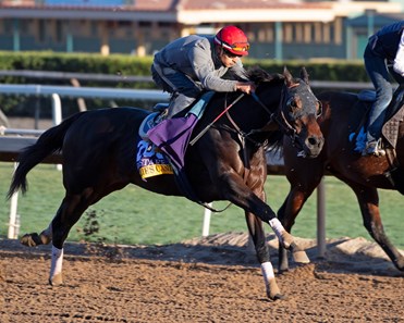 Ollie S Candy Horse Profile Bloodhorse