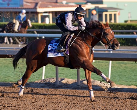 Giant Expectations trains ahead of his start in the 2019 Breeders' Cup Dirt Mile at Santa Anita Park 