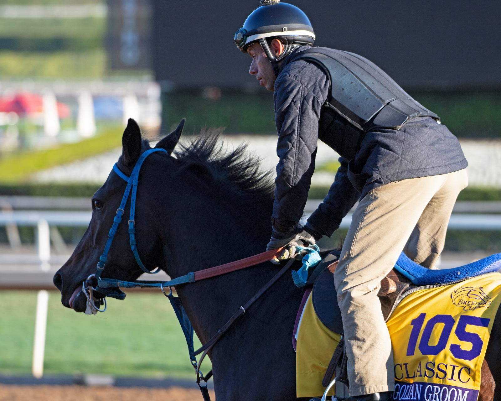 Mongolian Groom Horse Profile BloodHorse