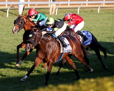 Bowies Hero Horse Profile Bloodhorse