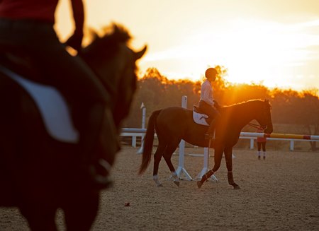 Off-track Thoroughbreds compete at the Thoroughbred Makeover at the Kentucky Horse Park