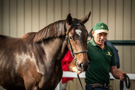 Galileo Filly Out of Green Room Tops Goffs Orby Day 2 - BloodHorse