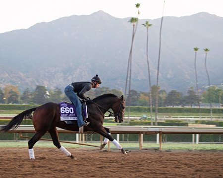 Omaha Beach Heads Breeders Cup Dirt Mile Bloodhorse