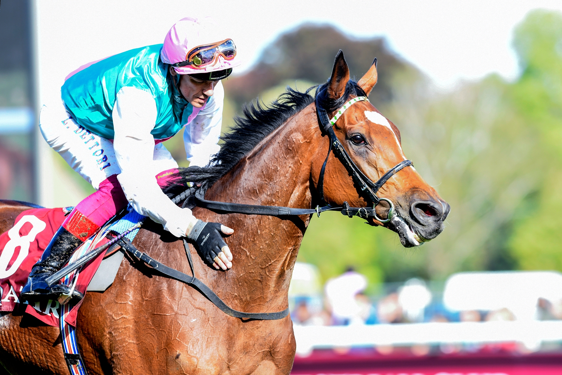 Enable Earns Second Cartier Horse of the Year Title BloodHorse