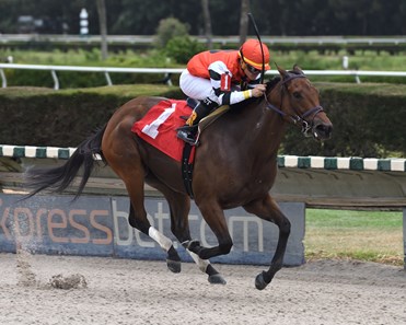 My Sarasota Star - Horse Profile - BloodHorse