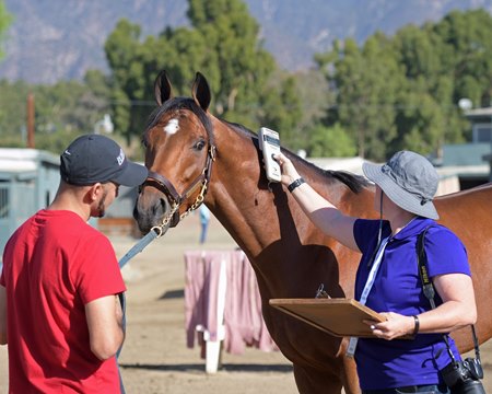 A horse's microchip is scanned by the identification team at Santa Anita Park