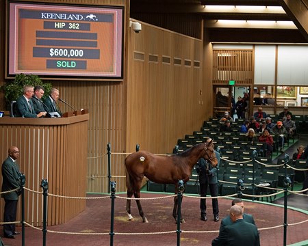 Partners Eye Long Game With Quality Road Weanling - BloodHorse