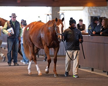 Take Charge Brandi - Horse Profile - BloodHorse