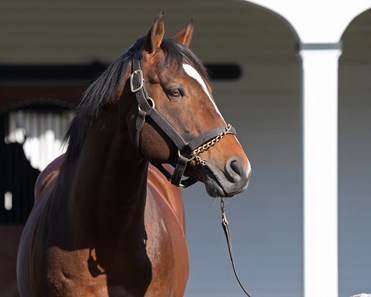 Goldencents - Horse Profile - BloodHorse