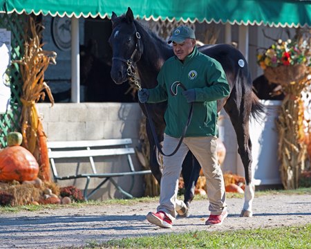 Keeneland November Sale Protocols Similar To September Bloodhorse