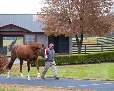 California Chrome - Horse Profile - BloodHorse