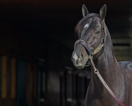 Coal Front in late 2019 ahead of his first season at stud at Spendthrift Farm