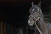 Coal Front on Nov. 15, 2019 Spendthrift Farm in Lexington, KY. 