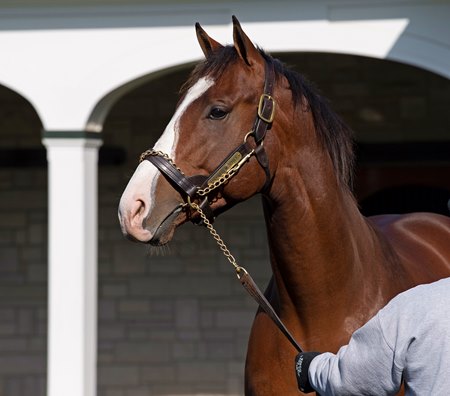 Maximus Mischief currently tops the 2023 North American leading freshman sires list