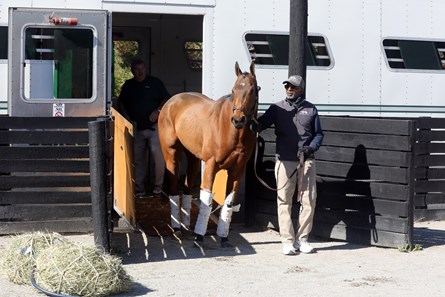 Belvoir Bay (gb) - Horse Profile - Bloodhorse