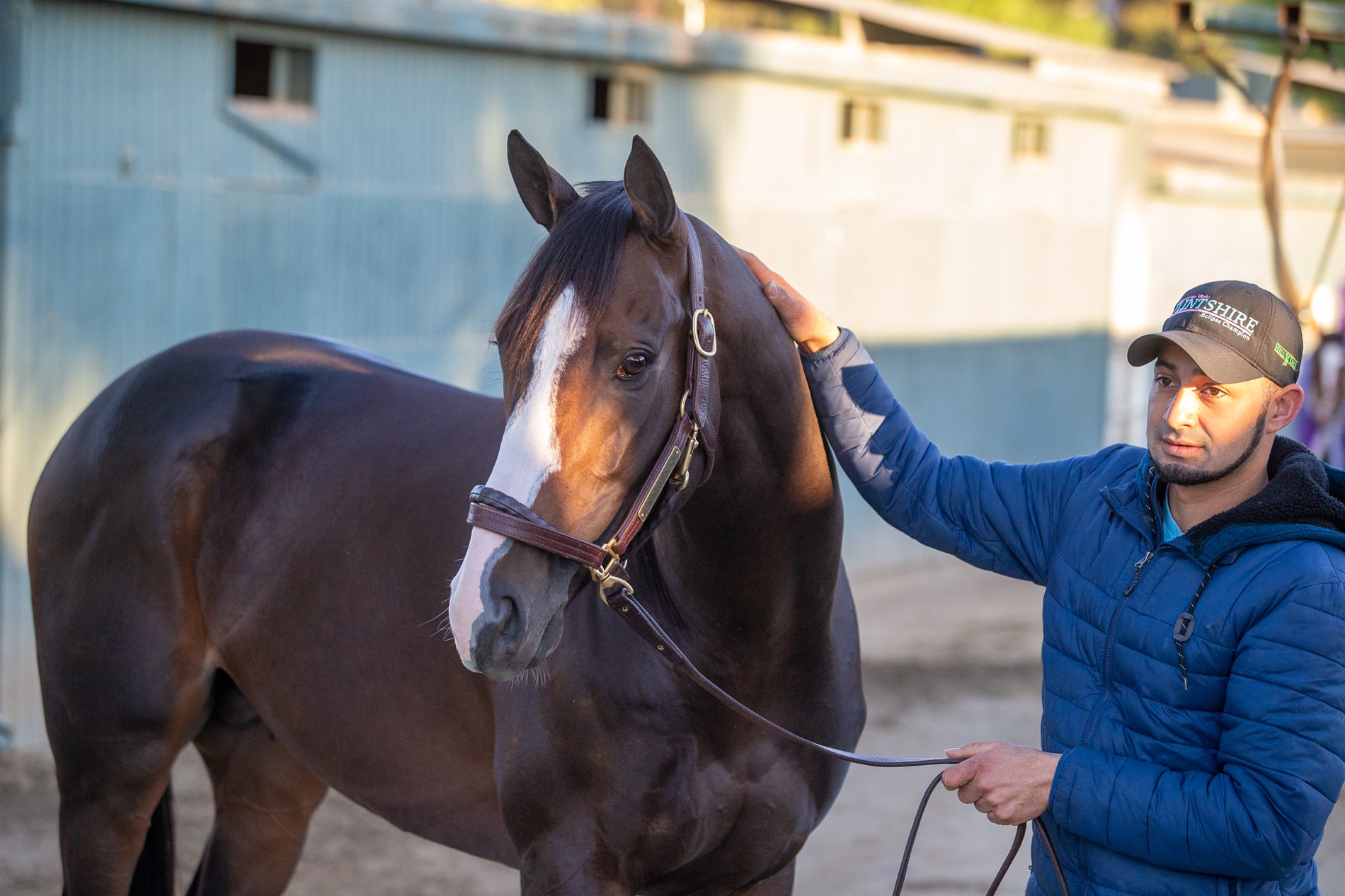 Bricks and Mortar - Horse Profile - BloodHorse