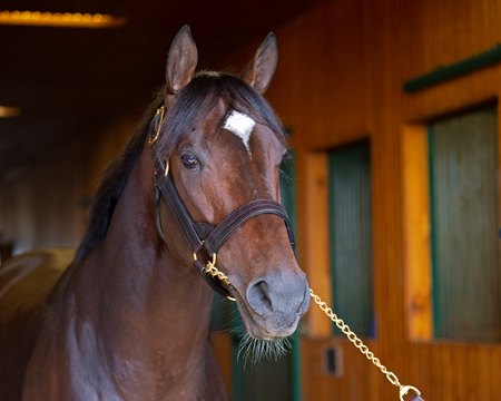 Mitole at Spendthrift Farm