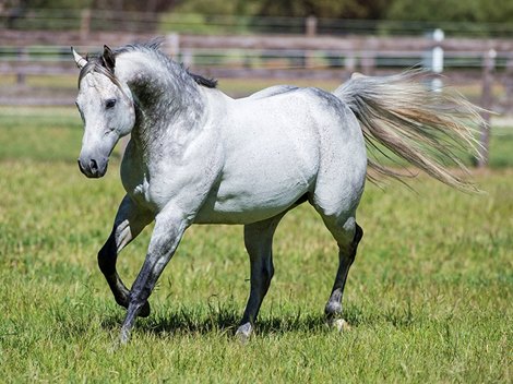 British-Bred Zebedee Dies at Stud in Australia - BloodHorse