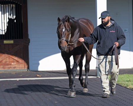 Malibu Moon Dies from Apparent Heart Attack at 24 - BloodHorse