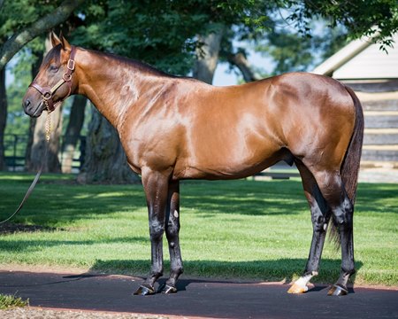 Palace Malice at Three Chimneys Farm