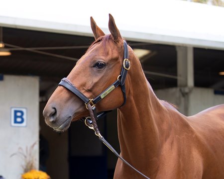 Blue Prize in 2019 at Fasig-Tipton