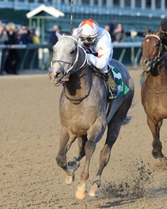 Volatile Stallion Volatile - Horse Profile - BloodHorse