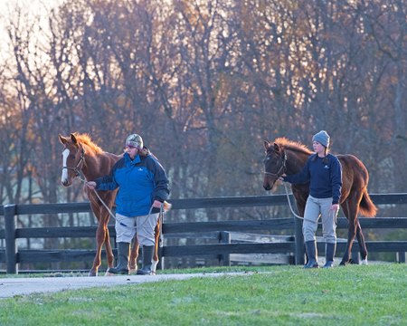 A 2019 scene at Pin Oak Stud